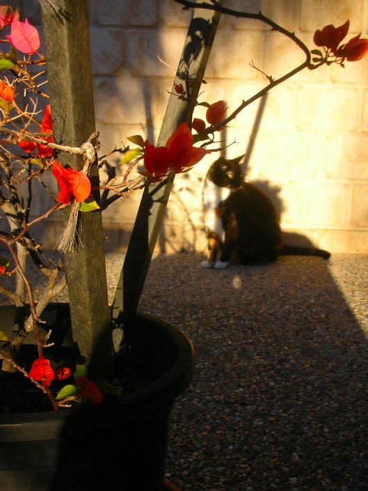 zf_ kendrawbouganvil